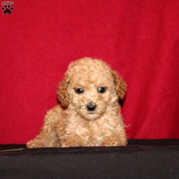 Nixon, Mini Goldendoodle Puppy